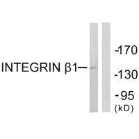 Anti-ITGB1 (Ab-789)