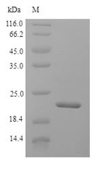 Interferon alpha-G (IFNAG), bovine, recombinant