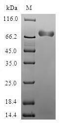 Acidic mammalian chitinase (CHIA), human, recombinant