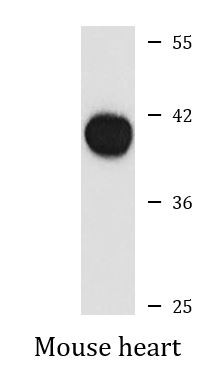 Anti-GJA5 / Connexin 40