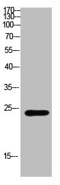 Anti-CSH1