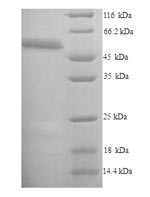 Receptor-interacting serine/threonine-protein kinase 3 (Ripk3), mouse, recombinant