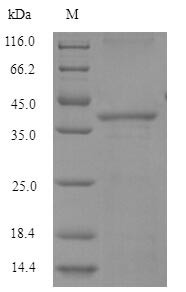 Glutathione S-transferase A4 (GSTA4), human, recombinant