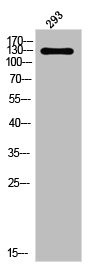 Anti-Phospho-PDGFRA (Y849)