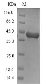 Arginine esterase, dog, recombinant