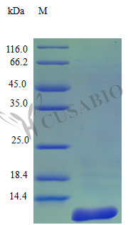 C-C motif chemokine 7 protein (CCL7) (Active), human, recombinant