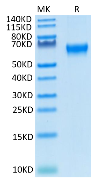 Cynomolgus/Rhesus macaque CD27/TNFRSF7 Protein