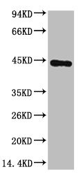 Anti-ACTB Monoclonal