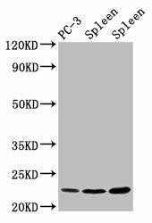 Anti-HIST1H1D (Ab-146)