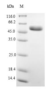 Alpha-1-antiproteinase (Serpina1), rat, recombinant