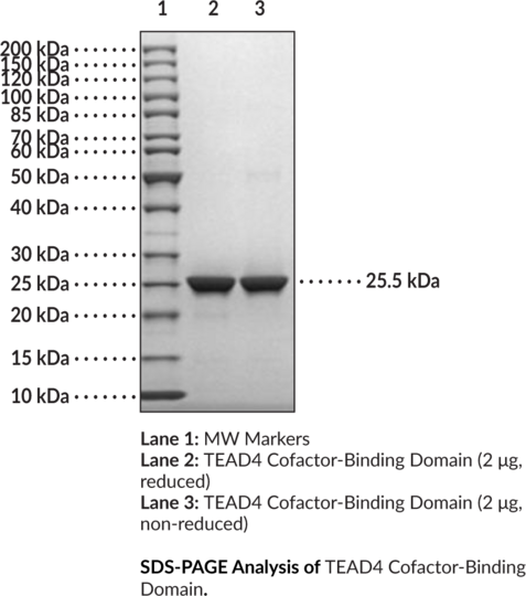 TEAD4 Cofactor-Binding Domain (human, recombinant)