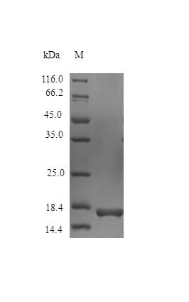 Interferon gamma protein (IFNG) (Active), Rhesus Macaque, recombinant