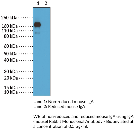 Anti-IgA (mouse) Rabbit Monoclonal Antibody - Biotinylated (RM220 ...