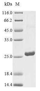 Interferon alpha-6 (IFNA6), human, recombinant