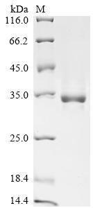 Insulin-like growth factor I (IGF1), bovine, recombinant