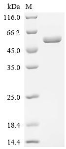 Tumor necrosis factor ligand superfamily member 9 (TNFSF9), partial, Biotinylated, human, recombinan