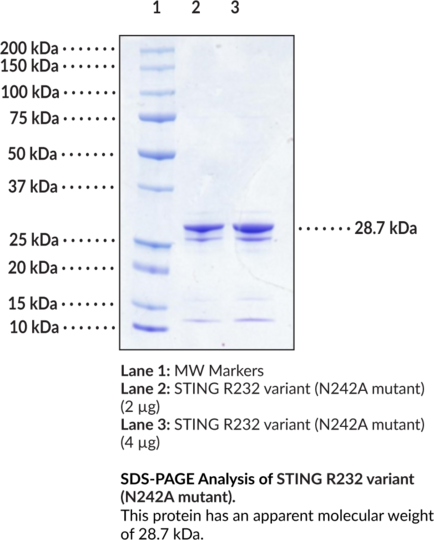 STING R232 variant (N242A mutant, human, recombinant)