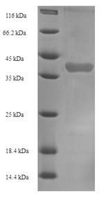 Kallikrein 1-related peptidase b22 (Klk1b22), mouse, recombinant