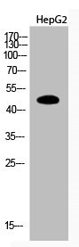 Anti-Acetyl-PTEN (K402)