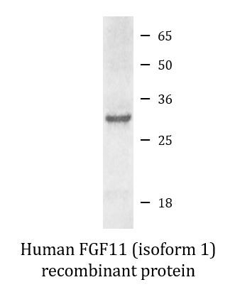 Human FGF11 (isoform 1) recombinant protein (Active)