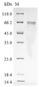 Angiopoietin-1 (Angpt1), rat, recombinant