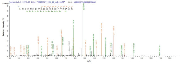 Anionic trypsin-2 (Prss2), rat, recombinant