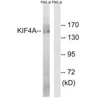 Anti-KIF4A