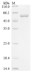 Kinesin-1 heavy chain (KIF5B), partial, human, recombinant