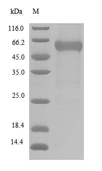 B- and T-lymphocyte attenuator (BTLA), partial (Active), human, recombinant