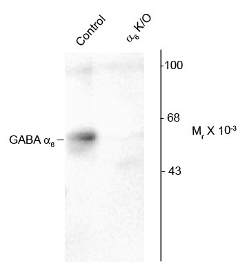 Anti-GABAA Receptor alpha 6