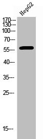 Anti-Phospho-ESR2 (S105)