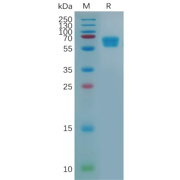 Mouse CD28 Protein, hFc Tag