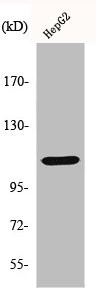 Anti-HDAC9