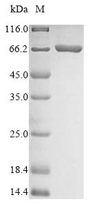 Acetyl-CoA carboxylase (ACC1), partial, Candida albicans, recombinant