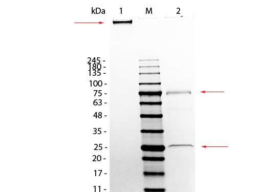 Mouse IgM Whole Molecule