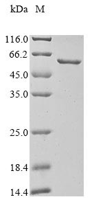 G2/mitotic-specific cyclin-B1 (CCNB1), human, recombinant