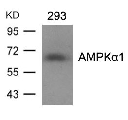 Anti-PRKAA1/PRKAA2 (Ab-487)