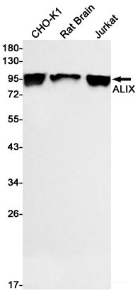 Anti-Recombinant ALIX, clone R03-8C2