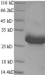 Acetylcholine receptor subunit alpha (Chrna1), partial, mouse, recombinant