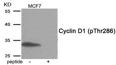 Anti-Phospho-CCND1 (Thr286)