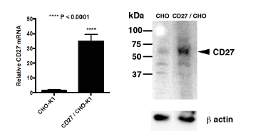 CD27 CHO-K1 Stable Cell Line