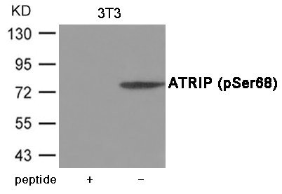 Anti-Phospho-ATRIP (Ser68)