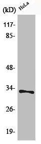 Anti-Phospho-CDK1 (T161)