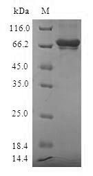 Sulfotransferase family cytosolic 2B member 1 (SULT2B1), human, recombinant