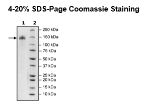 Spike S1 (16-685), Fc Fusion, Avi-tag, Biotin-labeled (SARS-CoV-2)