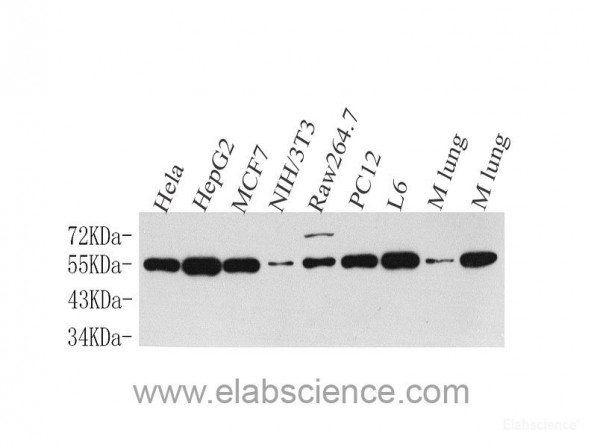 Anti-Cyclin B1