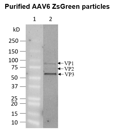 AAV6 ZsGreen