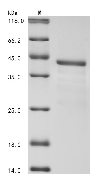 Biotinidase (BTD), partial, human, recombinant