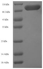 Hydroxymethylglutaryl-CoA synthase, Cytoplasmic (Hmgcs1), mouse, recombinant