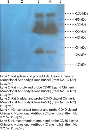 Anti-CD40 Ligand Chimeric, clone hu5c8